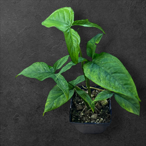 Syngonium « Mojito »