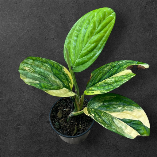 Monstera Karstenianum « Peru Aurea »