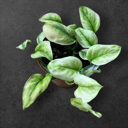 Scindapsus Treubii « Ghost Mint »