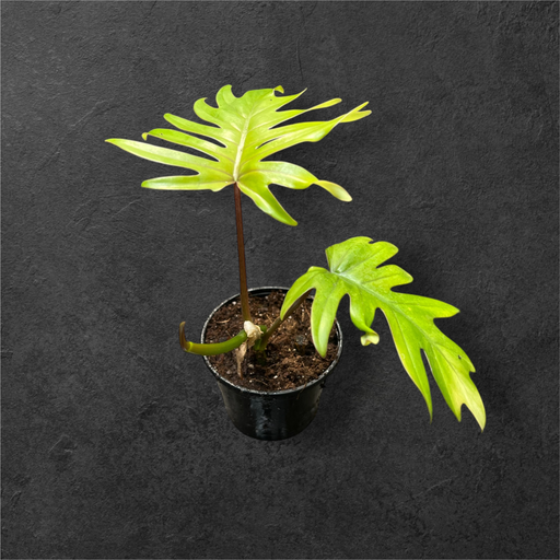 Philodendron Mayoii