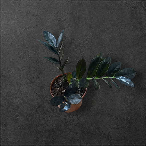 Zamioculcas zamiifolia « Raven Black » 