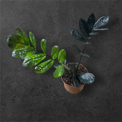 Zamioculcas Zamifolia « Raven Black »