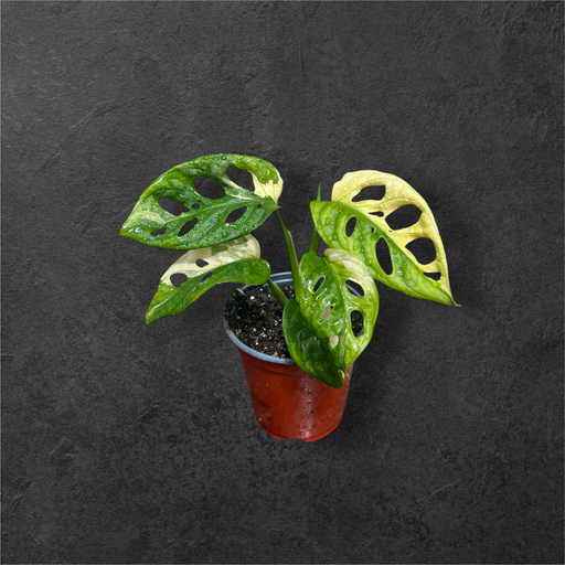 Monstera Adansonii Variegata 