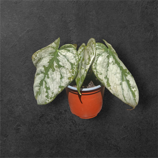 Philodendron Brandtianum 