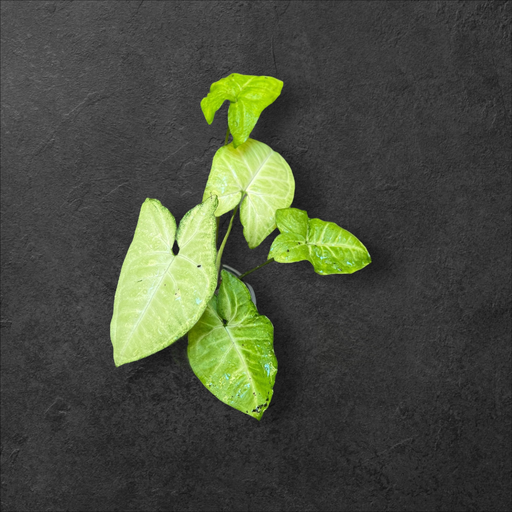 Syngonium Podophyllum