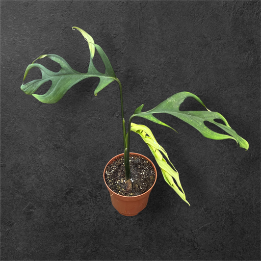 Monstera Croatii
