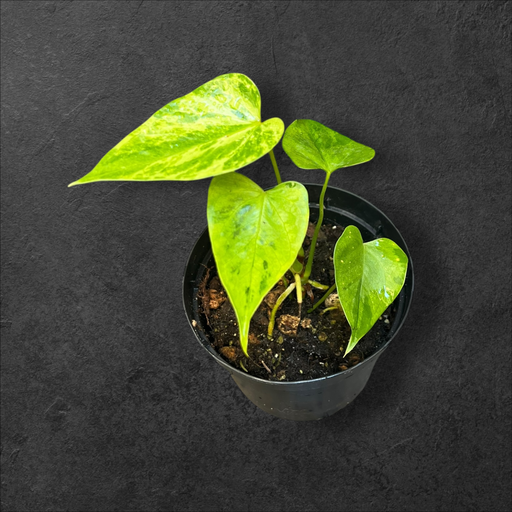 Anthurium « Caipirinha »