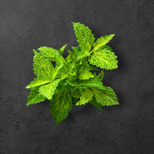 Coleus Electric Lime 