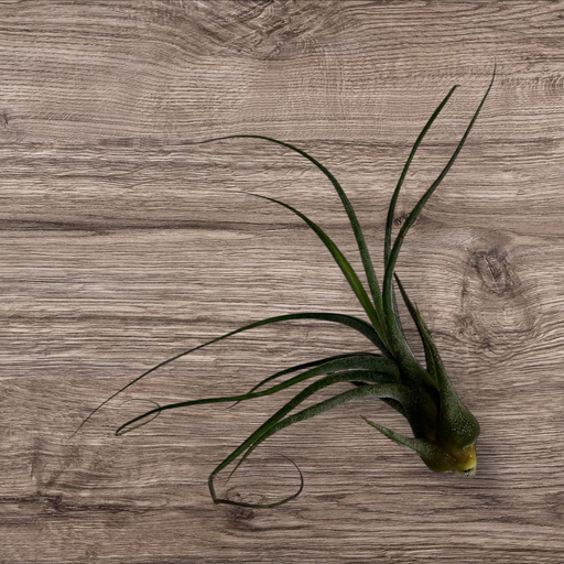 Tillandsia caput-medusae