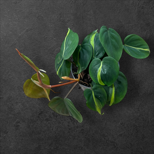 Philodendron scandens « Brasil »