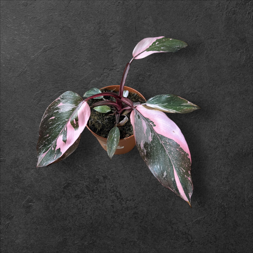 [Philo PP] Philodendron « Pink Princess »