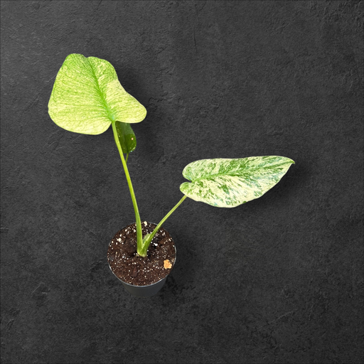 Monstera « Mint » large form 