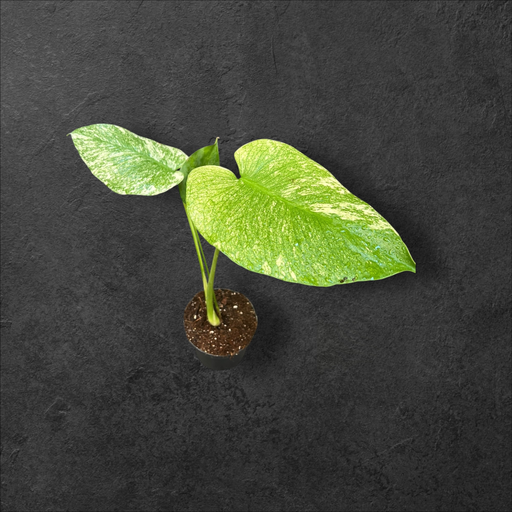 [MINT#6] Monstera Mint « large form »