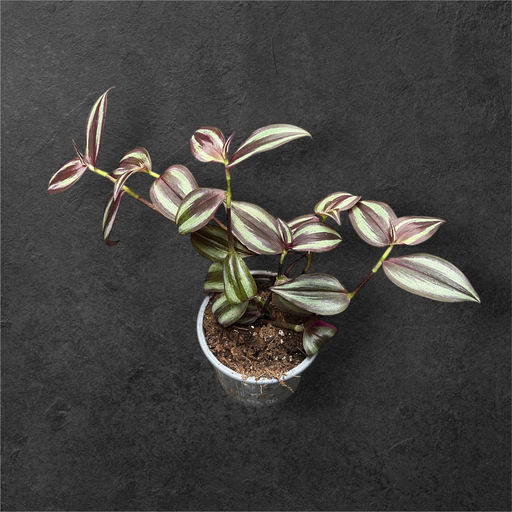 Tradescantia Zebrina 