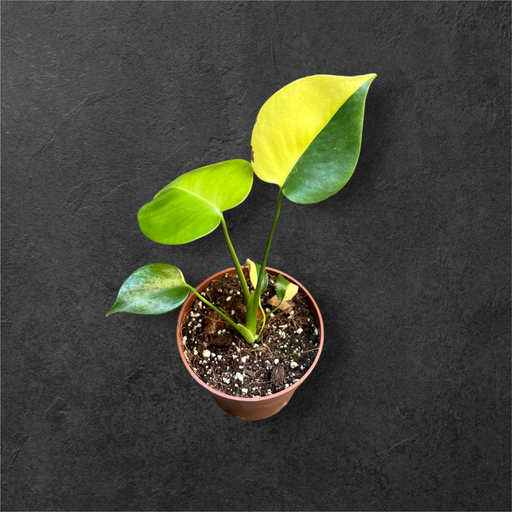 [Yellow Half Moon] Monstera Aurea « Yellow Marilyn »