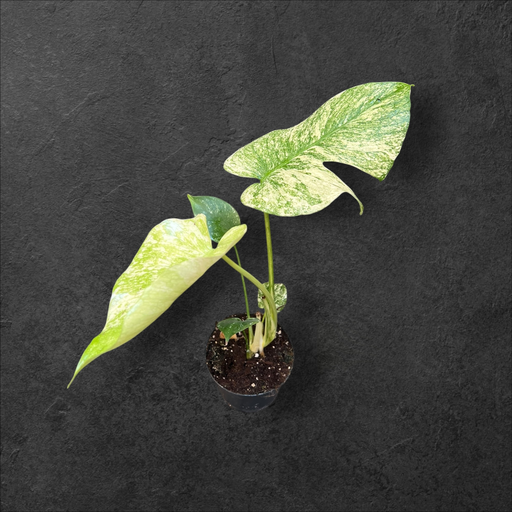 [MINT LF] Monstera « Mint » Large Form 