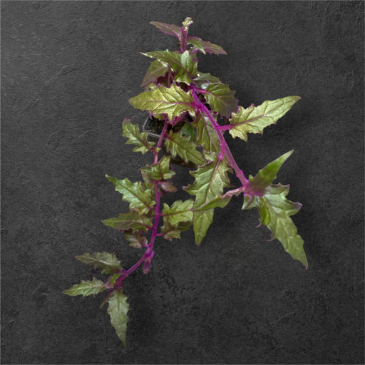 Gynura aurantiaca